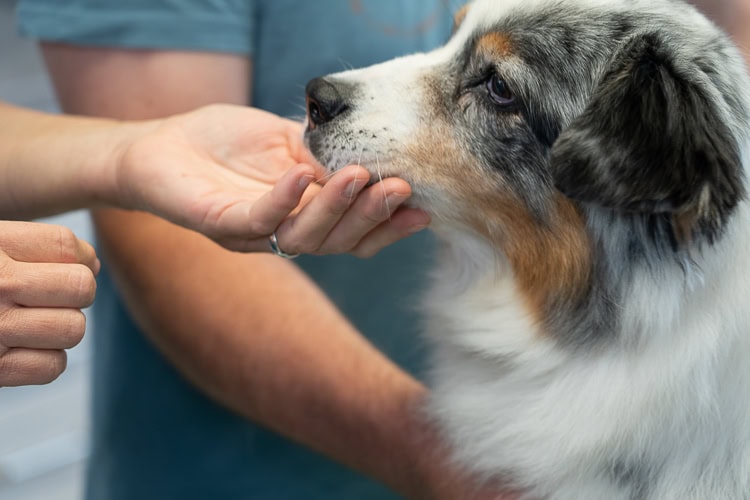 Tierarztpraxis Dr. Oster - Tierliebe, Hund